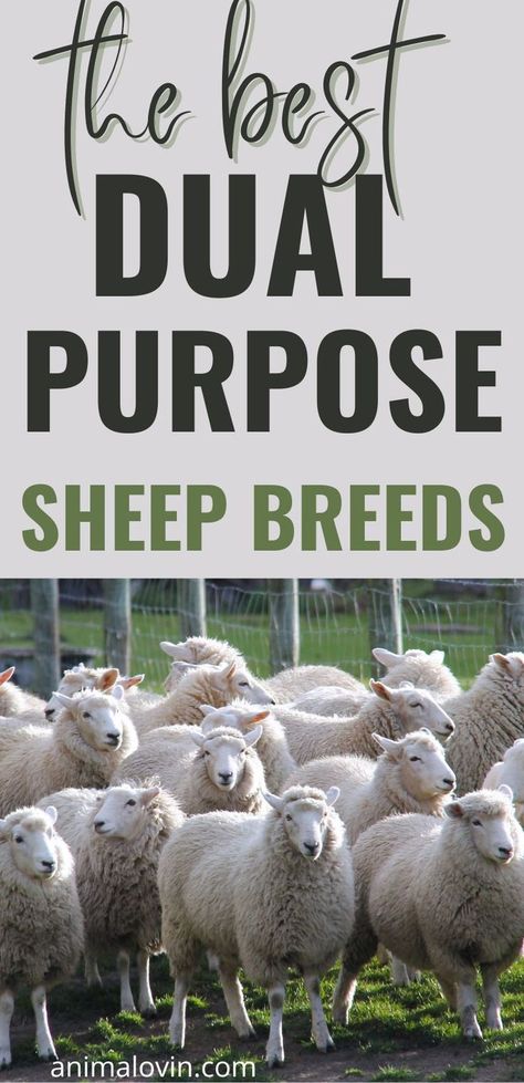 Types Of Sheep, Raising Sheep, Sheep Farming, Farm Sheep, Small Homestead, Pet Sheep, Starting A Farm, Backyard Animals, Homesteading Animals