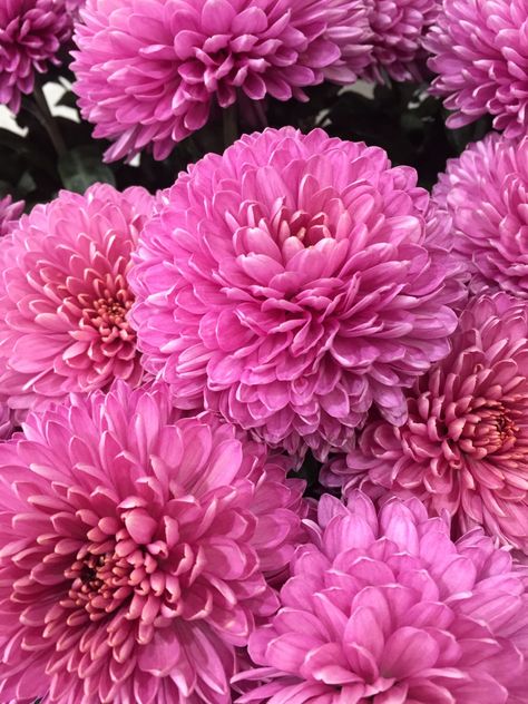 #chrysanthemum #pink Chrysanthemum Flower Aesthetic, Chrysanthemum Pink, Chrysanthemum Flower, Fresh Cut Flowers, Chrysanthemum, Cut Flowers, Bouquets, Flowers, Pink