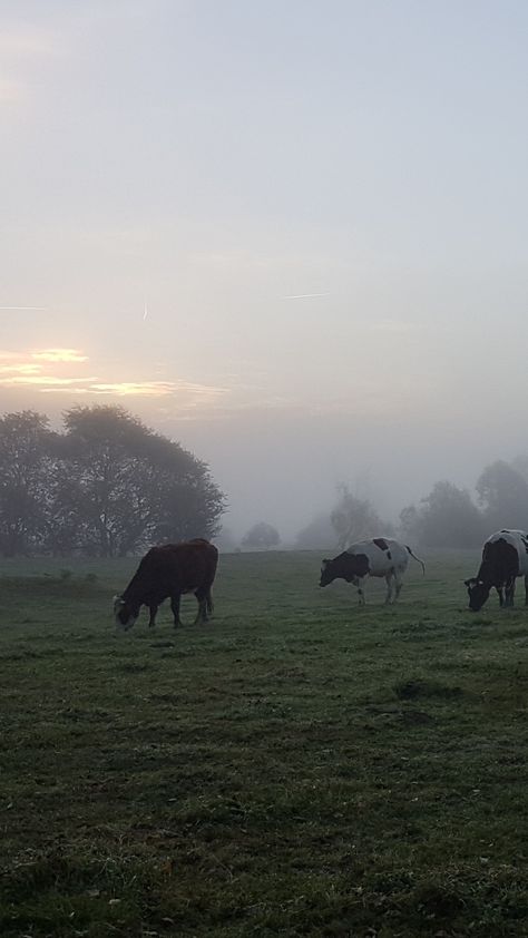 Mid Morning Aesthetic, Calm Morning Aesthetic, Morning Fog Aesthetic, Cold Morning Aesthetic, Early Morning Wallpaper, Foggy Morning Aesthetic, Soft Morning Aesthetic, Early Morning Nature, Rainy Field