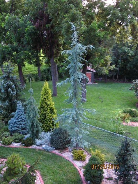 Blue Atlas Cedar Landscaping, Deodar Cedar, Conifer Garden, Privacy Landscaping Backyard, Cedrus Deodara, Landscape Ideas Front Yard Curb Appeal, Evergreen Landscape, Conifers Garden, Evergreen Garden