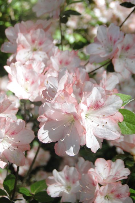 Azaleas in Rock Hill, South Carolina Azelea Aesthetic Flower, Azela Flowers, Azealia Flower, Azalea Aesthetic, Azalea Bouquet, Azalea Wallpaper, Flowers Azalea, Rock Hill South Carolina, Pretty Flowers Pictures