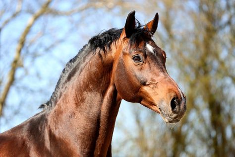 Horses Aesthetic, Horse Poses, Kathiyawadi Horse, Marwari Horses, Horse Heads, Horse Anatomy, Reference Pics, Horse Aesthetic, Horse Horse