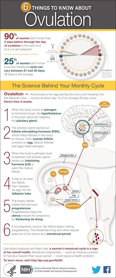 Learn the 6 things to know about ovulation with this infographic. Please come visit us at www.healthystartncf.org. Healthy Start offers free services to prenatal moms and babies age birth to three. Fertility Awareness, Fertility Health, Fertility Boost, Menstrual Health, Feminine Health, Trying To Get Pregnant, Pregnancy Health, Get Pregnant, Trying To Conceive