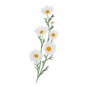 daisies,flower,daisies illustration,flowers,daisy border,white daisies,leaf,floral,plant,white,wild flowers,chrysanthemum,petal,beautiful daisies,botanical,beautiful,flower ornaments,small daisy flower,summer flower,white flower,flower decoration,yellow,spring flower,green leaves,daisy flowers,white flowers,flower illustration,yellow daisy,daisies sticker,white flower sticker,cute flower stickers,daisy bouquet,blooming daisies,small daisies,watercolor,garden,blossom,wedding,wedding frames,leaves White Daisy Drawing, White Flower Sticker, Cute Flower Stickers, Daisies Illustration, Daisies Watercolor, Daisy Illustration, Daisy Border, White Wild Flowers, Daisy Drawing