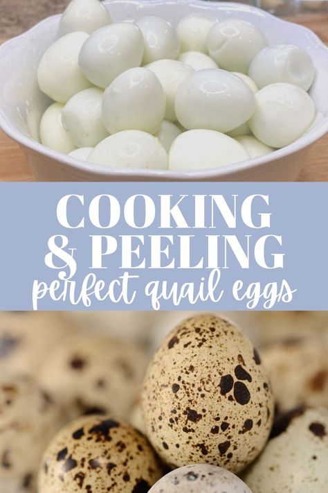 How To Boil Quail Eggs, Quail Eggs How To Cook, Boiled Quail Eggs Recipe, Soft Boiled Quail Eggs, Deviled Quail Eggs Recipe, How Long To Boil Quail Eggs, Quail Egg Recipes Breakfast, Quail Egg Recipes Appetizers, How To Cook Quail Eggs