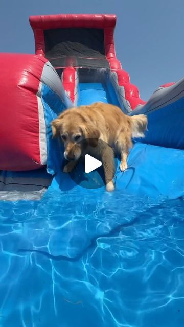 Funny Dog Gifs, Happy Dog Videos, Golden Retriever Funny Videos, Dogs Doing Funny Things, Best Dark Spot Remover, Happy Golden Retriever, Excited Dog, Happy Early Birthday, Love Affection