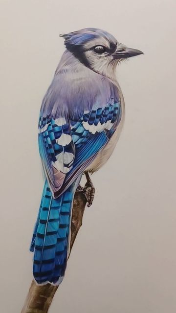 Abi G portrait artist on Instagram: "Here is the process for my recent drawing of the beautiful blue jay. I hope you enjoy it as much as I enjoyed creating it with all those lovely blue pencils 🐦💙

Reference: Dave Crotty

#bluejay #drawing🎨 #birddrawing #birdart #birdartist #wildlifedrawing #wildlifeart #backyardbirds #americanwildlife #americanbirds #bird_lover #realisticdrawing #coloredpencil #colouredpencilart #colouredpencilartist #drawingprocess #drawingrealistic #arthomepage #artreel #yorkshireartist" Bird Drawings Realistic Color, Blue Jay Drawing Pencil, Bluejay Drawing, Blue Jay Drawing, Blue Bird Drawing, Jay Drawing, Blue Jay Tattoo, Blue Jay Art, Winter Drawings