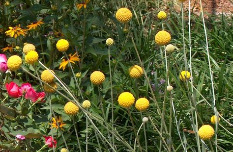 Learn How to Grow Craspedia (Billy buttons), growing it is easy. It is native to Australia and belongs to the Asteraceae family. The plant forms a rosette of leaves and yellow spherical flowers that looks like small tennis balls and are very decorative. It blooms year round in warm climates and can grow up to 4 - 24 inches tall, depending on the variety. Colorful Landscaping, Australian Native Garden, Billy Buttons, Cut Flower Garden, Native Garden, Ornamental Plants, Flowering Shrubs, Flower Farm, Native Plants