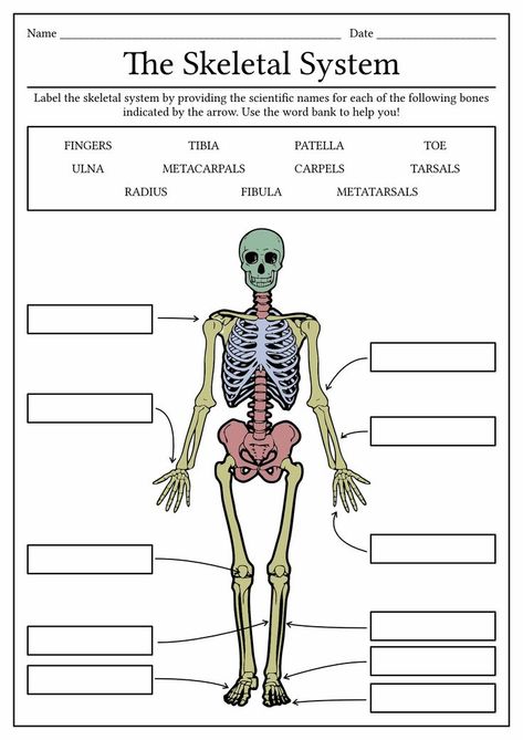 Learn about the intricate details of the human skull - a fascinating study! Unveil the mysteries within. #Anatomy101 #SkullLabels #StudyHard #humanskulllabeling Human Skeleton Labeled, Biology Activities High School, Enzymes Biology, What Is Biology, College Biology, Studying Biology, Human Body Worksheets, Human Skeletal System, Biology College