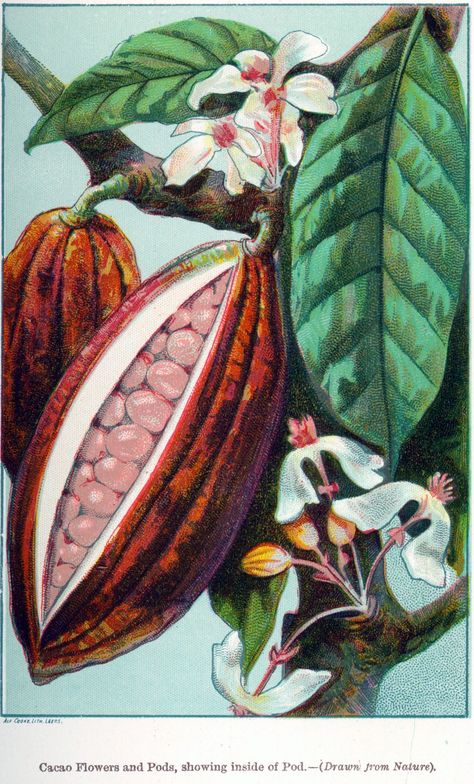 Cacao Pod Illustration, Cacao Flower, Cacao Art, Cacao Plant, Cacao Pod, Cocoa Plant, Cacao Ceremony, Cacao Fruit, Botanical Sketchbook