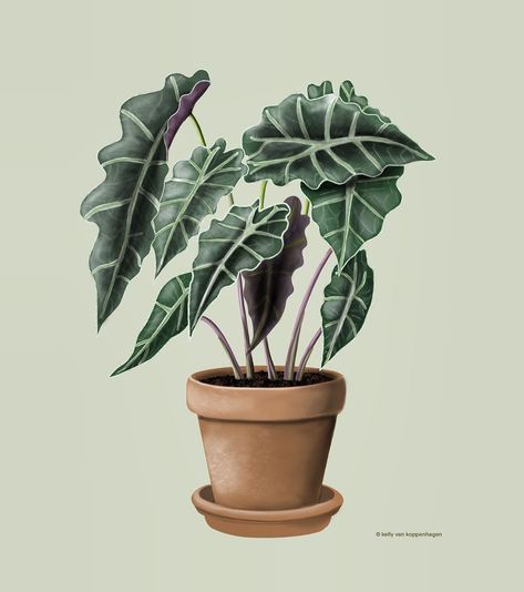 Alocasia ‘polly’ 👩🏻‍🎨 . . . #drawingplantlady #alocasia #procreate #drawing #art #digitalart #illustration #draw  #instaart #illustrator… Alocasia Plant Drawing, Alocasia Illustration, Alocasia Drawing, Watercolor Plant Paintings, Plant Paintings, Alocasia Polly, Plant Drawings, Oxalis Triangularis, Succulent Garden Indoor