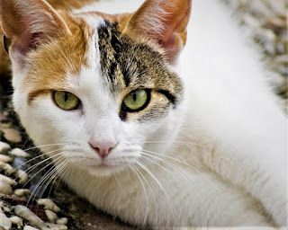 Aegean cat Arabian Mau Cat, Aegean Cat, Egyptian Cat Breed, Cat Types, Abyssinian Cats Red, Cat Abyssinian, All Cat Breeds, Wcue Morph, Types Of Cats