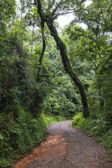 Narrow road in green forest royalty free stock image Narrow Road, Green Forest, Nature Images, Stock Images Free, South Africa, Sunnies, Photo Image, Royalty, Royalty Free