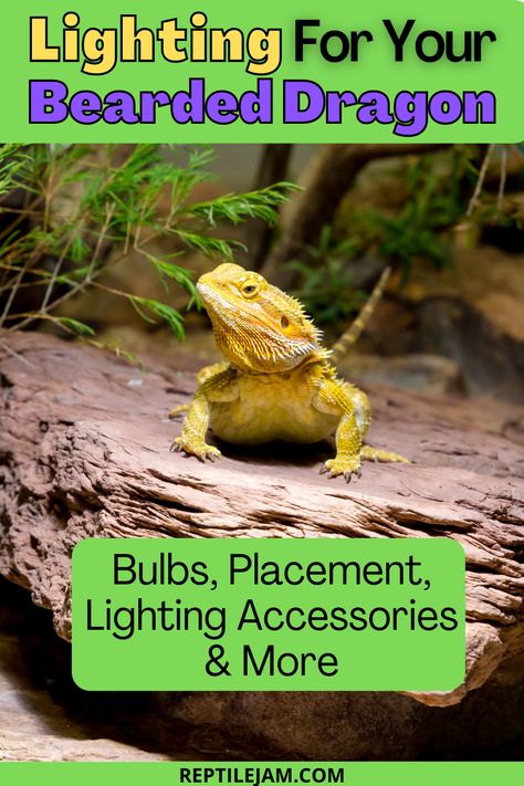 Types of bulbs, placement of lighting, accessories and more, we take a look at the best lighting for your bearded dragon to keep them happy. #beardeddragon #reptiles #petreptiles #exoticpets Bearded Dragon Lighting Set Up, Bearded Dragon Lighting, Bearded Dragon Food, Bearded Dragon Enclosure, Dragon Light, Heat Lamps, Reptiles Pet, Lighting Guide, Bearded Dragon