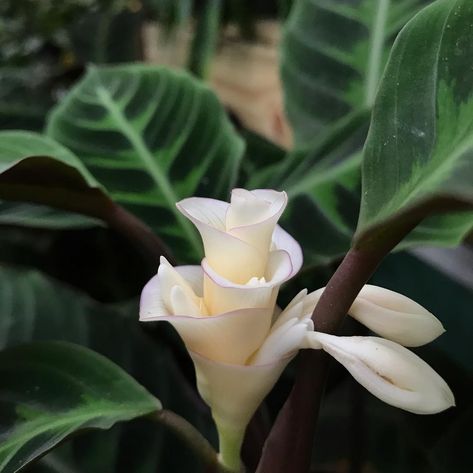 Tennessee Tropicals 🌴 on Instagram: “Flowers on a calathea? ...Yes!!!...Many people don’t know that calatheas flower. These gorgeous white flowers of calathea warscewiczii…” Calathea Warscewiczii, Instagram Flowers, Balcony Garden, Many People, Don T Know, Garden Plants, White Flowers, Tennessee, Outdoor Decor