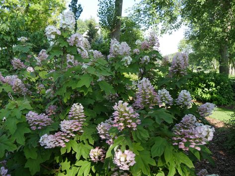 Throw some shade: Hydrangeas for the shade Hydrangea Shade, Hydrangea Vine, Types Of Hydrangeas, Big Leaf Hydrangea, Hydrangea Shrub, Bigleaf Hydrangea, Smooth Hydrangea, Shade Shrubs, Panicle Hydrangea