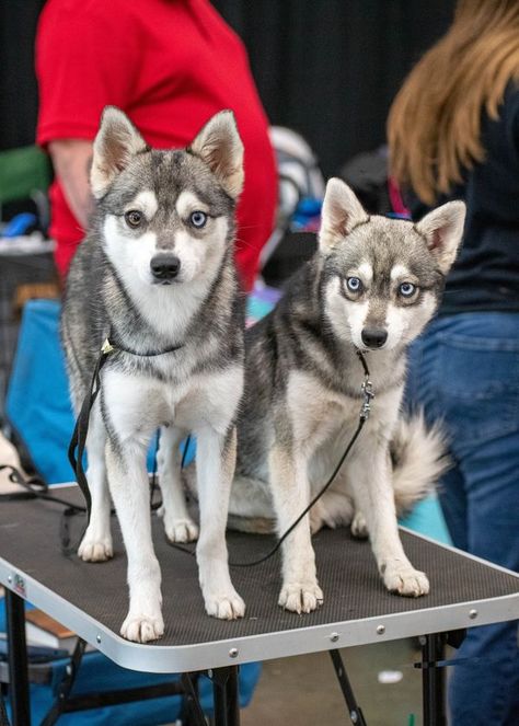 Nornir Kennels - Alaskan Klee Kai Alaskan Klee Kai Full Grown, Klee Kai Dog, Alaskan Klee Kai, Dog Show, Wolves, Dog Breeds, Life Is Good, Puppies, Dogs