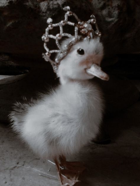 Cheap Stuff On Amazon, Royal Animals, Duck Pictures, Cute Ducklings, Castle Aesthetic, Baby Chickens, Baby Ducks, Cute Animals Images, Animals Images