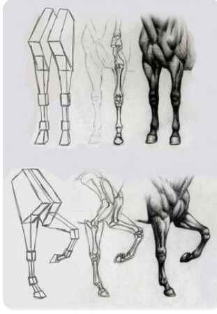 Drawings Of Horses, Horse Drawing Tutorial, Horse Art Drawing, Drawing Legs, Horse Sketch, Horse Drawing, Cutest Animals, Horse Drawings, Horse Sculpture