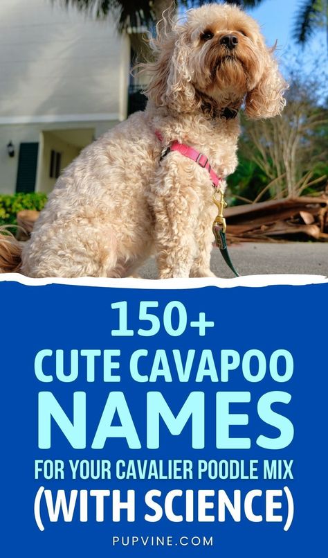 After picking up your Cavapoo puppy from the breeder or shelter and buying him all the necessities, it’s time for the next big step: Choosing between the best Cavapoo names possible for your new puppy. Cavapoo Size Chart, Cavapoo Names, Tri Color Cavapoo, Dog Necessities, Good Girl Names, Cavapoo Breeders, Teacup Cavapoo Full Grown, Cavapoo Black And Tan, Cavapoo Puppy