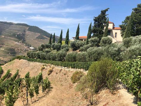 15 Fantastic Vineyards in Portugal You'll Love Portuguese Vineyard, Portugal Vineyard, Trip To Portugal, Wine House, Douro Valley, Drink Wine, Algarve Portugal, Planning A Trip, Wine Region