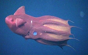 Vampire Octopus, Real Life Vampires, Vampire Squid, Squid Fish, Octopus Squid, Underwater Sea, Deep Sea Creatures, Marine Conservation, Aquatic Animals