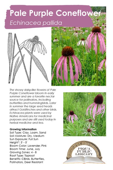 Pale Purple Coneflower, Growing Echinacea From Seed, Echinacea Pallida, Coneflower Seeds, Purple Cornflower, Butterflies And Hummingbirds, Wildflower Fields, Purple Coneflower, Native Plant Gardening