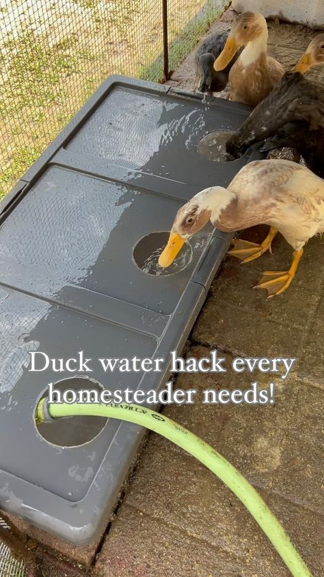 Instagram Homestead Organization, Backyard Livestock, Quack Shack, Keeping Ducks, Mother Clucker, Duck Ideas, Duck Pens, Homestead Lifestyle, Farm Hacks