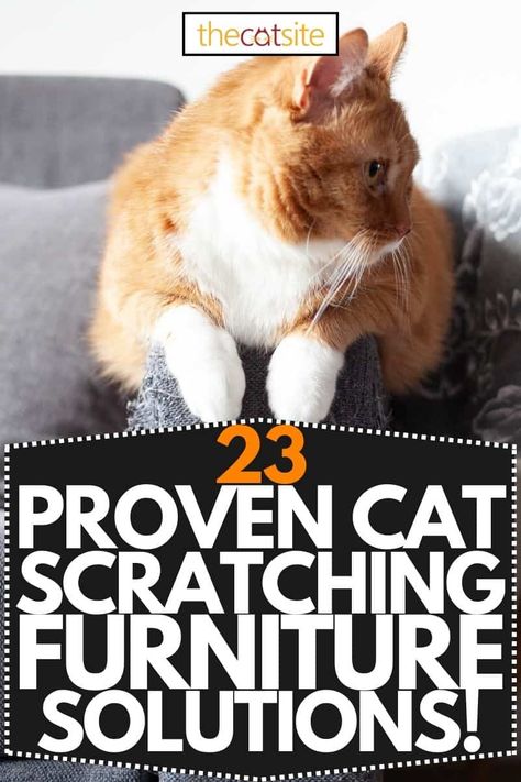 23 Proven Ways To Stop A Cat From Scratching Furniture - TheCatSite Stop Cat Scratching Furniture, Cat Health Problems, Cat Scratching Furniture, Cat Repellant, Furniture Scratches, Cat Care Tips, Kitten Care, Outdoor Cats, Cat Training