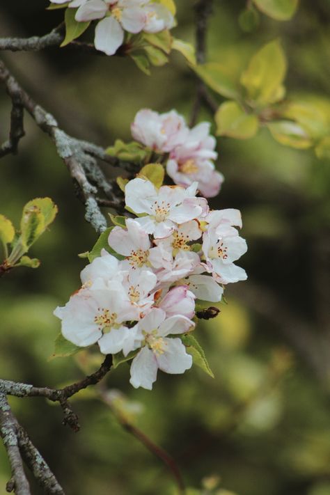 blooming apple tree 🍏 Blooming Apple, Apple Tree Blossoms, Blooming Apples, Apple Blossom Flower, Apricot Blossom, Blooming Trees, Apple Blossom, Apple Tree, Cherry Blossoms