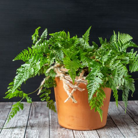 Growing Rabbit's Foot Fern - A Not So Finicky House Fern Plant Identification App, Rabbit Foot Fern, Heart Leaf Philodendron, Shade Tolerant Plants, Bonsai Tree Care, Low Light Indoor Plants, Umbrella Tree, Rabbits Foot, Fragrant Plant