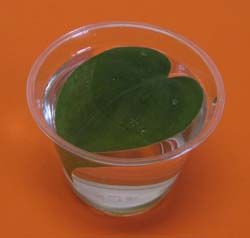 Earth Day science experiment: cut a green leaf off of a plant. fill the glass with water. Place the leaf in the glass. Put the leaf in a sunny location. Make a prediction what you will see in an hour. Write down your prediction on a piece of paper. After an hour carefully look at the leaf and side of the glass. You should be able to see lots of tiny bubbles that have formed on the edges of the plant and on the side of the glass. Plant Experiments, Soil Science, Water Experiments, Preschool Garden, Plants Unit, Experiments For Kids, 5th Grade Science, Plant Science, Science Units