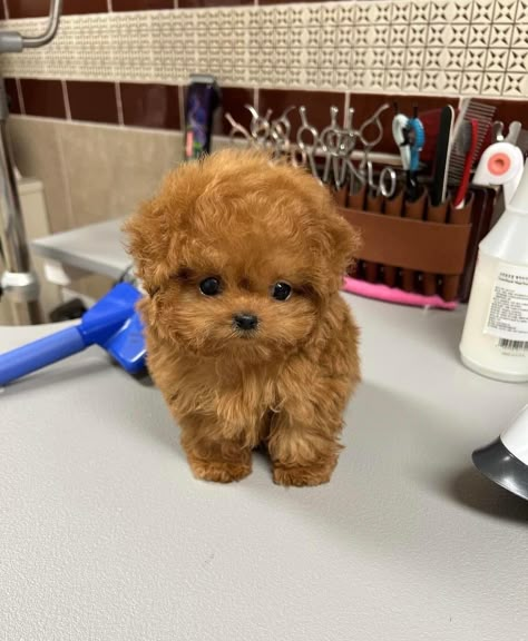 Teddy Bear Dog Haircut, Small Puppy Breeds, Blue Nose Pitbull Puppies, Sheep Pictures, Dog Fever, Puppy Dog Pictures, Maltipoo Dog, Teacup Poodle, Brown Dogs