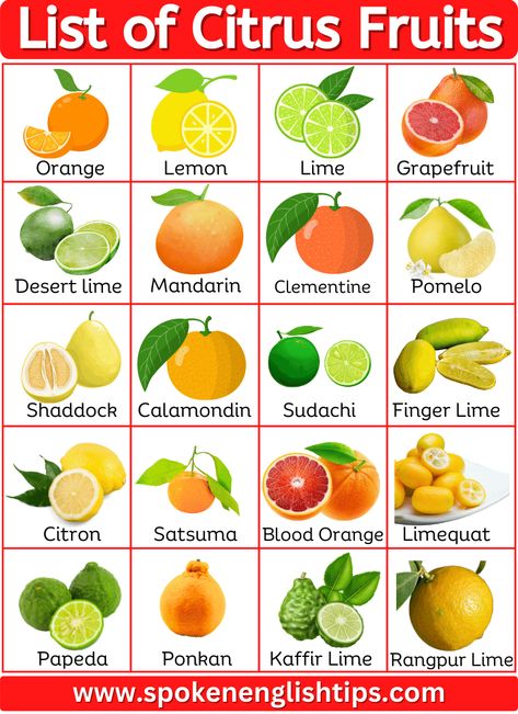 Are you looking for the list of citrus fruits name with pictures? Here is a complete list of citrus fruits names has been discussed below. Citrus Fruits Citrus fruits are a special kind of fruit that comes from certain flowering trees and shrubs. These trees belong to the citrus genus and are part of the ... Read more Different Types Of Citrus Fruits, Citric Fruits List Of, Types Of Citrus Fruit, Types Of Fruits Chart, Citrus Fruits List, Types Of Lemons, Citrus Fruits, Citrus Fruit List, Fruits Name With Picture