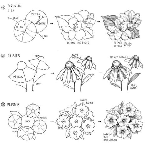 Drawing Tutorial Procreate, Botanical Sketching, Diy Drawings, Trin For Trin Tegning, Ako Kresliť, Drawing Figures, Plant Drawings, Peruvian Lily, Botanical Line Drawing