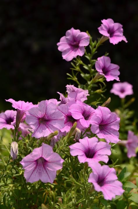 Petunia Flower Drawing, Petunia Aesthetic, Petunia Drawing, Petunias Drawing, Crave Series, Petunia Flowers, Plant Reference, Flower References, Lovely Aesthetic