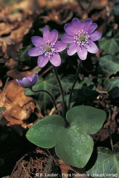 Hepatica Nobilis, Purple Flowers Garden, Making Plant Pots, Macro Flower, Flower Landscape, Native Garden, Shade Plants, Cactus Flower, Blossom Flower