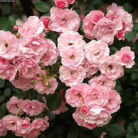 Bonica Rose, Landscaping With Roses, Rose Farm, Fraser Valley, Types Of Roses, Light Pink Rose, Romantic Roses, Plant Nursery, Love Rose