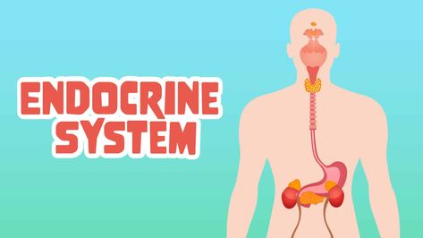 What do glands do? And why they are so important to our bodies? Let's discover five exciting endocrine system facts for kids. Pituitary Gland, Thyroid Gland, Facts For Kids, Endocrine System, Cardiovascular System, Respiratory System, Anatomy And Physiology, Digestive System, Nervous System