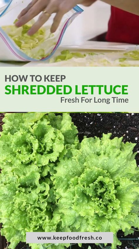 Have some leftover lettuce and don’t know what to do with it? Well, don’t throw it away; there’s a perfect way to store your lettuce. If you’ve ever encountered the predicament of keeping shredded lettuce fresh, then you have come to the right place because today, we’ll be sharing everything we know on the subject. How To Keep Lettuce Fresh In Fridge, How To Keep Lettuce Fresh Longer, Shredded Lettuce Recipes, Leftover Lettuce, Storing Lettuce, Lettuce Recipes, Storing Vegetables, Go Browns, Kitchen Fridges