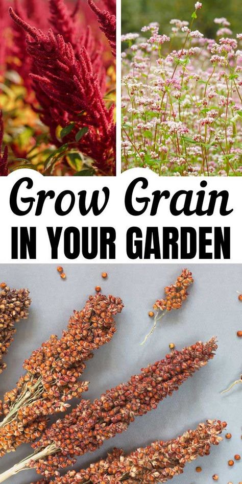 You don't need a huge farm. You can grow your own gluten free grain - amaranth, sorghum, and buckwheat - in your small garden. Growing amaranth and other quasi-grains in a small garden is possible. Here's how to grow amaranth, buckwheat, and sorghum, as well as how to harvest and reap the grains. #glutenfree #garden #homestead Growing Plants In Pots, Growing Amaranth, Survival Plants, Winter Homesteading, Growing Grains, Amaranth Plant, Gardening Tattoo, Garden Homestead, Tools Tattoo