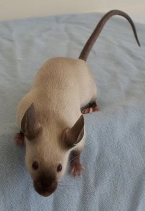 Seal Point Siamese Dumbo Rat, Siamese Mouse, Mouse Reference, Brown Rat, Seal Point Siamese, Dumbo Rat, Dumbo Ears, Field Mouse, Club Hairstyles