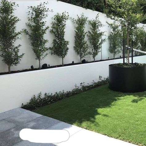 White Walls Garden, White Wall Backyard, White Garden Wall, White Rendered Garden Wall, White Stucco Retaining Wall, White Garden Wall Ideas, Modern White Flowers, Small Driveway Landscaping, White Backyard Fence