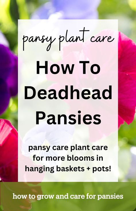 pink and purple pansy flowers Deadheading Flowers, Deadheading, Pumpkin Planter, New Flowers, Growing Tips, Cut Flower Garden, Pansies Flowers, Rare Flowers, Fall Plants