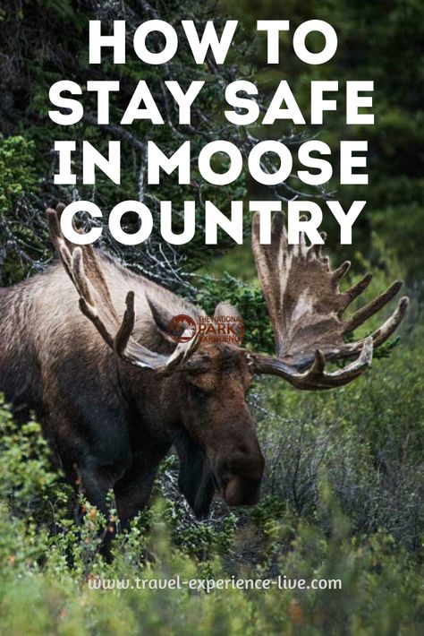 Learn how to stay safe when hiking in moose country in this blog post! Moose Pics, Alaskan Moose, Alaska Moose, Moose Hunting, North American Animals, Game Hunting, Hog Hunting, Bull Moose, Big Game Hunting