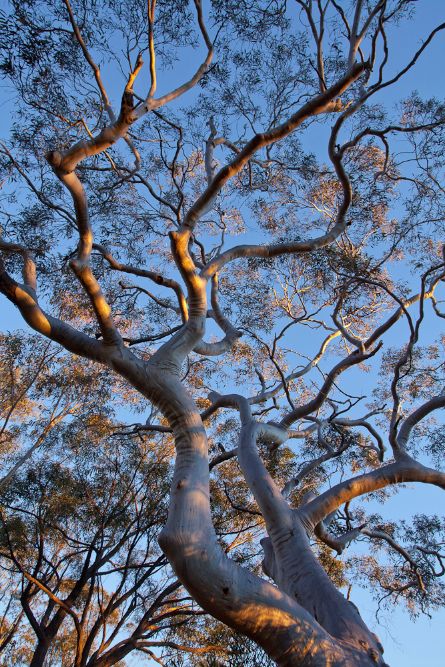 Gum Tree Photography, Father's Day Painting, Ian Brown, Gum Trees, Brown Tree, Abstract Tree Painting, Acacia Tree, Brown Photography, Eucalyptus Tree