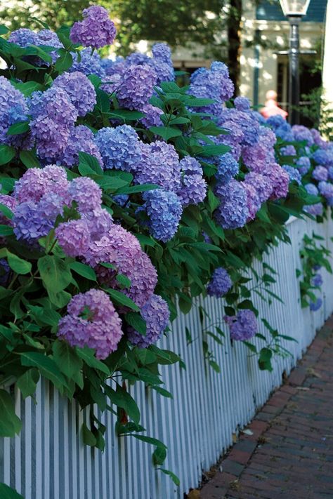 Spiritual Garden, Big Leaf Hydrangea, Fence Options, Cottage Garden Design, Cottage Garden Plants, Wallpaper Flower, Garden Shrubs, Raised Planter, Fine Gardening