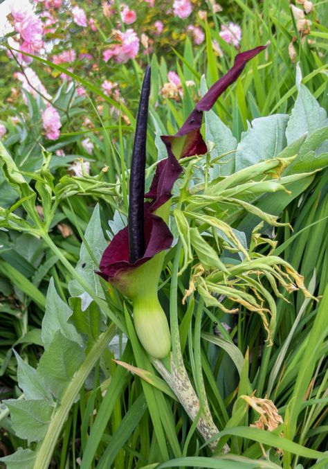 Dracunculus vulgaris Dracunculus Vulgaris, Dragon Lily, Lily Care, Dark Purple Flowers, Small Insects, Lily Plants, Beautiful Dragon, Soil Improvement, Hardy Plants