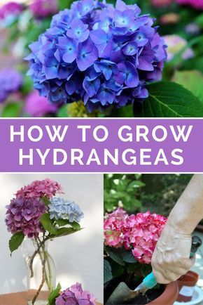 How To Grow Hydrangeas, Flowers Last Longer, Hydrangea Shrub, Types Of Hydrangeas, Hydrangea Care, Growing Hydrangeas, Hydrangea Garden, Planting Hydrangeas, Gardening Flowers