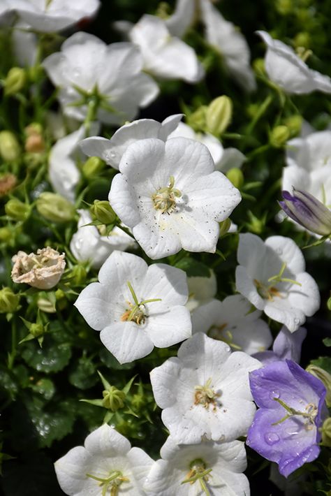 Rapido White Bellflower (Campanula carpatica 'Rapido White') in Milwaukee Racine Waukesha Green Bay Oconomowoc Wisconsin WI at Stein's Garden & Home White Bellflower, White Campanula, Oconomowoc Wisconsin, Seed Starter Kit, Harrisburg Pennsylvania, Flower Seeds Packets, Alpine Garden, Greenhouse Growing, Garden Services